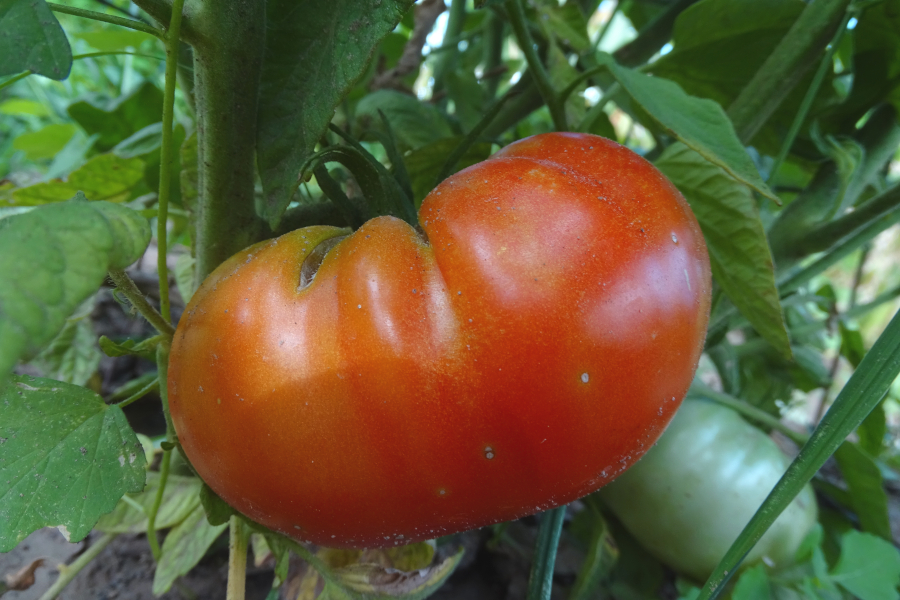 Slovak tomato